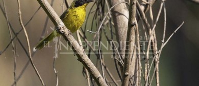 Grupo de investigación de UABCS Los Cabos realiza muestreo de la “Mascarita Peninsular” en comunidades del sur del estado