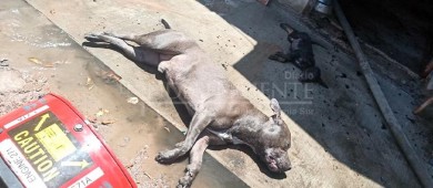 Mueren dos perros tras incendio en una casa