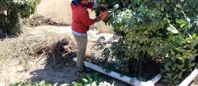Avanza en BCS plan de emergencia para erradicar la mosca de la fruta