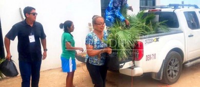 Plantarán un promedio de 1,000 palmas en colonias de CSL