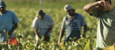 Realizan operativo sorpresa a campos agrícolas del Valle de Vizcaíno