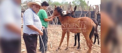Brinda Ayto La Paz atención veterinaria emergente en la comunidad de Los Dolores