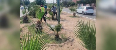 Realiza Servicios Públicos La Paz jornada de poda en la colonia Solidaridad