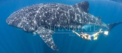 Se lograron 1.8 MDP para cuidar áreas naturales del tiburón ballena en BCS: WWF