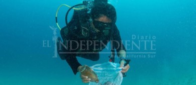 Se lograron 1.8 MDP para cuidar áreas naturales del tiburón ballena en BCS: WWF