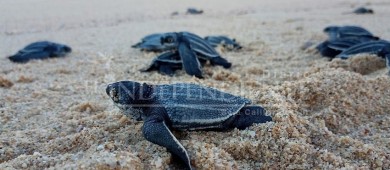 9 mil tortugas han liberado en Los Cabos en lo que va de la temporada de anidación