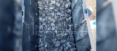 9 mil tortugas han liberado en Los Cabos en lo que va de la temporada de anidación