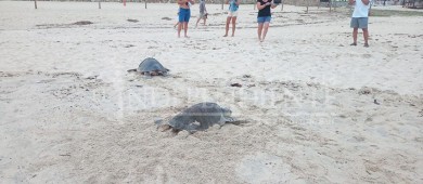 9 mil tortugas han liberado en Los Cabos en lo que va de la temporada de anidación