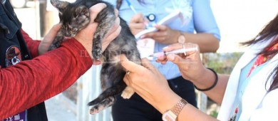Se efectúa en BCS la jornada de vacunación canina y felina antirrábica