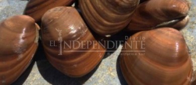 Inicia FGR investigación por delito contra la biodiversidad en BCS