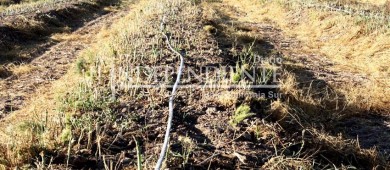 Casi 7 MDP se invirtieron en el programa hidroagrícola para Mulegé