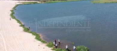 Continúa Dirección de Ecología y Medio Ambiente con el retiro de lirio en el Estero Josefino