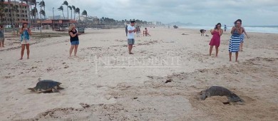 En Los Cabos se han protegido más de 5 mil 500 nidos de tortuga marina y se han liberado 20 mil crías