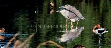 Invitan a la “Pajareada” este sábado en las lagunas artificiales del Ecoparque