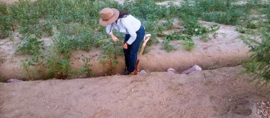 ¿Conoces las zanjas de infiltración de agua? UABCS opera este tipo de obras