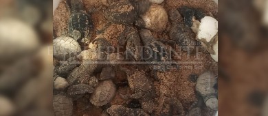 Policía Municipal resguarda huevos eclosionados en el malecón de La Paz