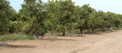 Vamos por un sector primario unido, fuerte y altamente productivo: Castro Cosío