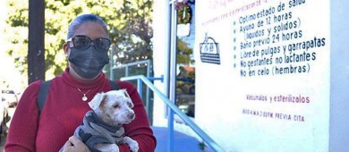 Durante el 2022, la SSA esterilizó más de 10 mil perros y gatos en BCS