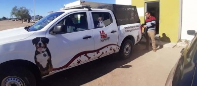 Coordinación de Vinculación y Prevención de Seguridad municipal apoya campaña de esterilización canina y felina