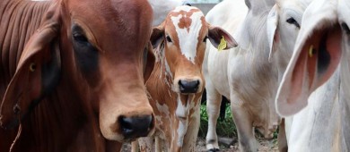 Llama SEPADA a productores pecuarios a fortalecer el buen manejo del hato ganadero