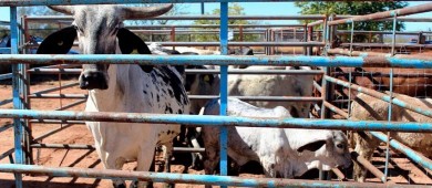 Impulsan autoridades y productores el fortalecimiento de la sanidad animal