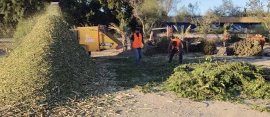 90 árboles de navidad se han recibido para ser triturados en el Eco Parque