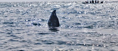 Inauguran temporada de avistamiento de ballena gris en Puerto Chale
