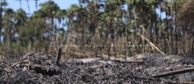 Trabajan en Plan de Manejo de incendios para zona de palmares en Santiago