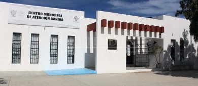 Tiene CEMAC en resguardo a 40 perritos para dar en adopción