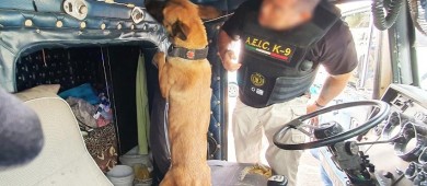 Lucio y Meza son los nuevos agentes caninos integrantes de la agencia estatal de investigación criminal