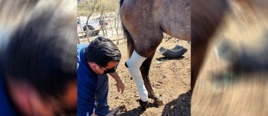 Brinda Ayuntamiento de La Paz atención veterinaria al ganado en comunidades