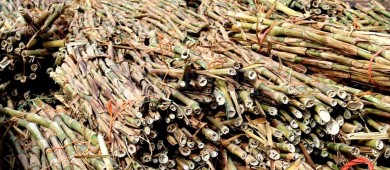 Entregan 2.5 toneladas de semilla de zacate cuba a productores de Comondú