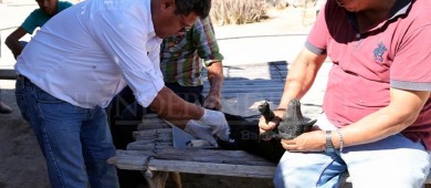 Continúan apoyos a productores ganaderos con atención veterinaria