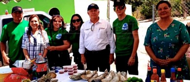 Cultivo de ostión Sudcaliforniano se consolida con 2, 200 toneladas de producción anual