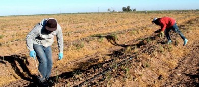 Produce BCS más de 60 mil toneladas de espárrago