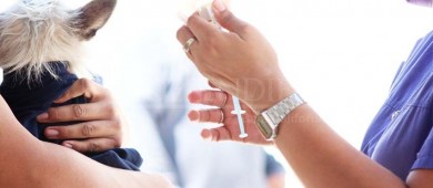 Realiza CEMAC 123 esterilizaciones caninas y felinas en la ciudad de La Paz