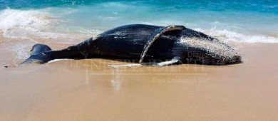 Encuentran ballenato sin vida en Cabo San Lucas