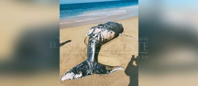 Encuentran ballenato sin vida en Cabo San Lucas