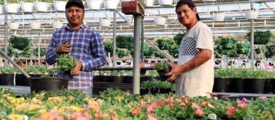 Promueve el Servicio Nacional de Empleo en BCS, bolsa de trabajo en Canadá