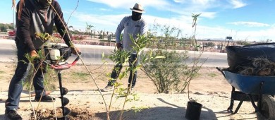 Inician trabajos de reforestación en la entrada del Eco Parque de la Juventud