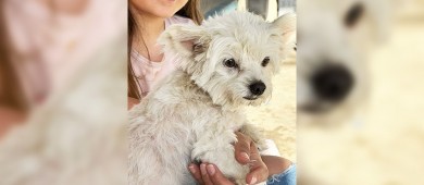 Se suman 232 mascotas a la Campaña de Esterilización impulsada por el Ayuntamiento Los Cabos y Casa Sheila A.C.