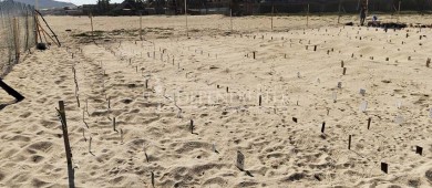 Concluye temporada de anidación de tortugas 2022