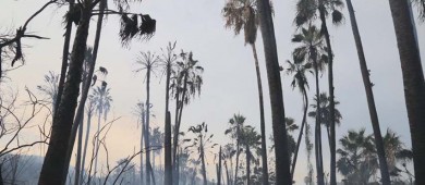 Fortalecen en Santiago medidas preventivas contra incendios forestales y acciones para mitigar impactos a los ecosistemas
