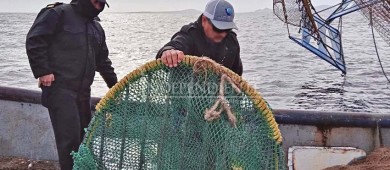 Libera personal de SEMAR a 36 ejemplares marinos, capturados ilegalmente