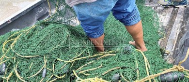 Libera personal de SEMAR a 36 ejemplares marinos, capturados ilegalmente