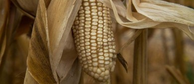 Impone México arancel del 50% a importaciones de maíz blanco
