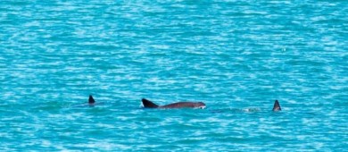 Avistan cuatro ejemplares de vaquita marina en aguas del Alto Golfo de California