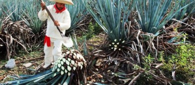 La sobreproducción de agave para tequila en México enciende alertas climáticas