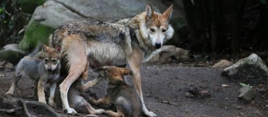 Nacimiento de 4 hembras y 3 machos, la nueva esperanza para el Lobo Mexicano