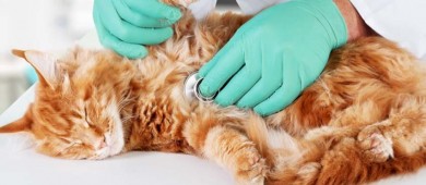 OMS alerta por ‘gran número de gatos infectados con gripe aviar’